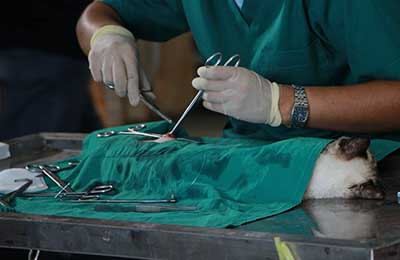 兽医专业实习工作总结