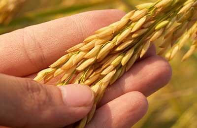 毕业设计收获和体会