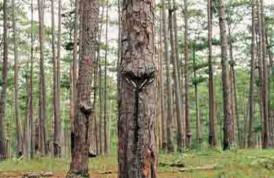 林业在生态环保中的作用
