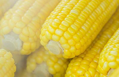 无公害粘玉米栽培管理技术探讨