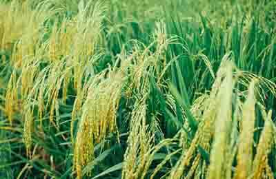 水稻安全生产关键技术探讨