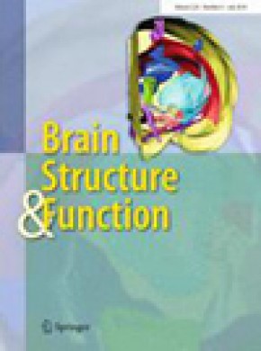 Brain Structure & Function杂志